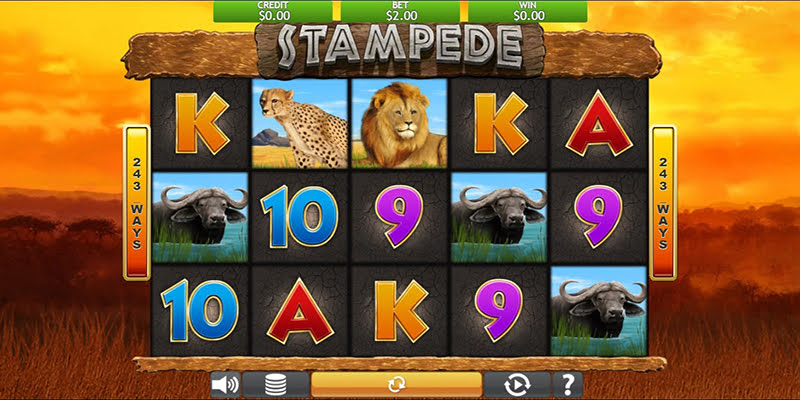 Stampede