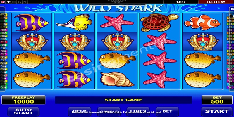 Wild Shark